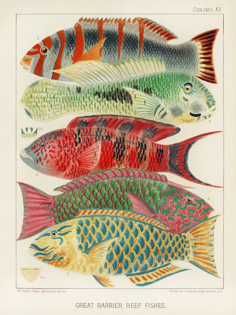 Great Barrier Reef Fishes from The Great Barrier Reef of Australia by William Saville-Kent